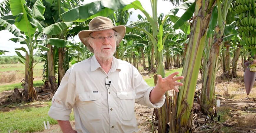 Australia presenta una nueva variedad de plátano genéticamente modificado resistente al TR4