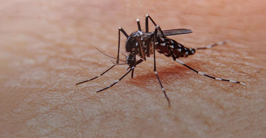 Protege tu hogar del zancudo del dengue con estos consejos prácticos