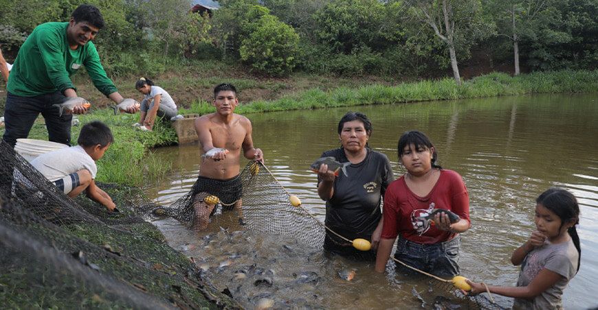 Devida brindará asistencia técnica a 807 familias piscícolas del Vraem peces amazónicos