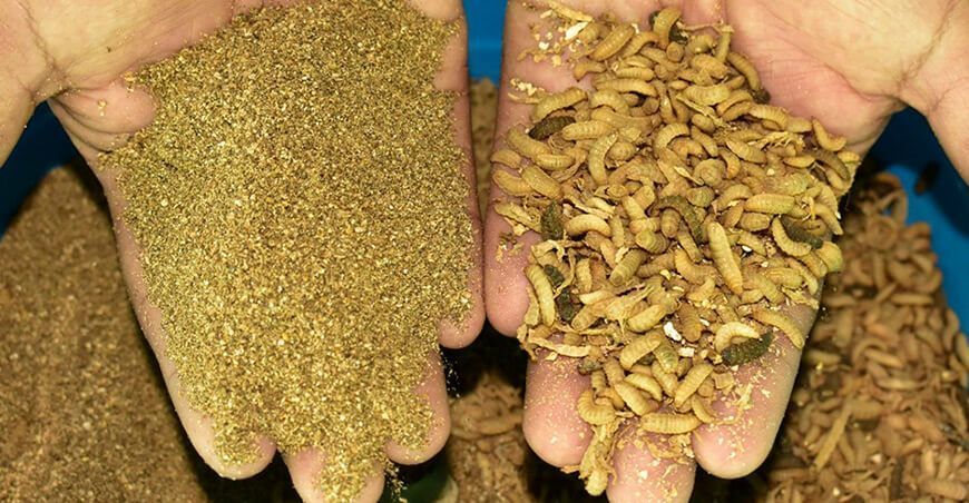 Desarrollan harina de larvas de insectos para la alimentación animal Foncreagro Cajamarca Perú