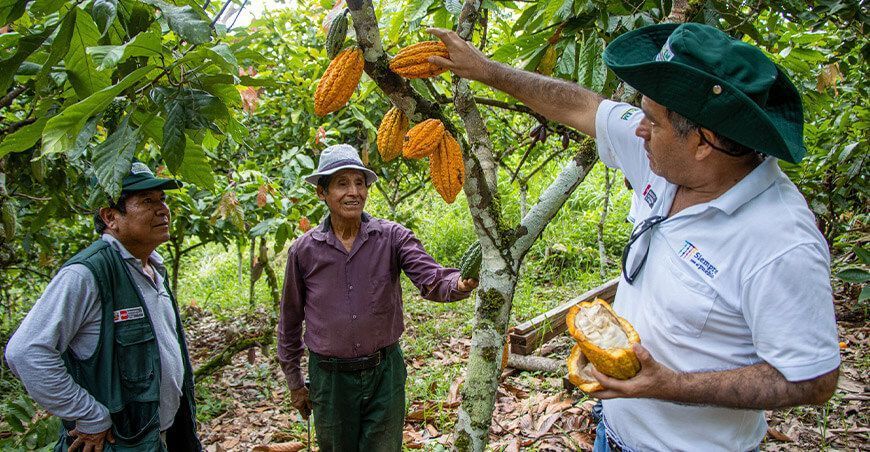 Esteban Anaya López, productor de cacao produce 3 toneladas de compost con restos de cosechas y estiércol en Cusco Perú