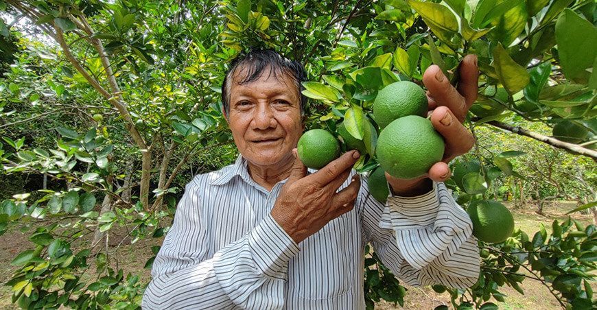 productor exportación de limón Perú