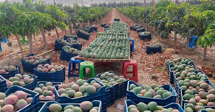 exportación cultivo de mango Perú