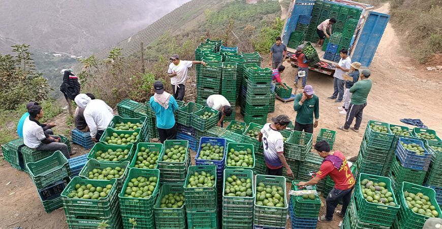 exportación de palta Hass Perú