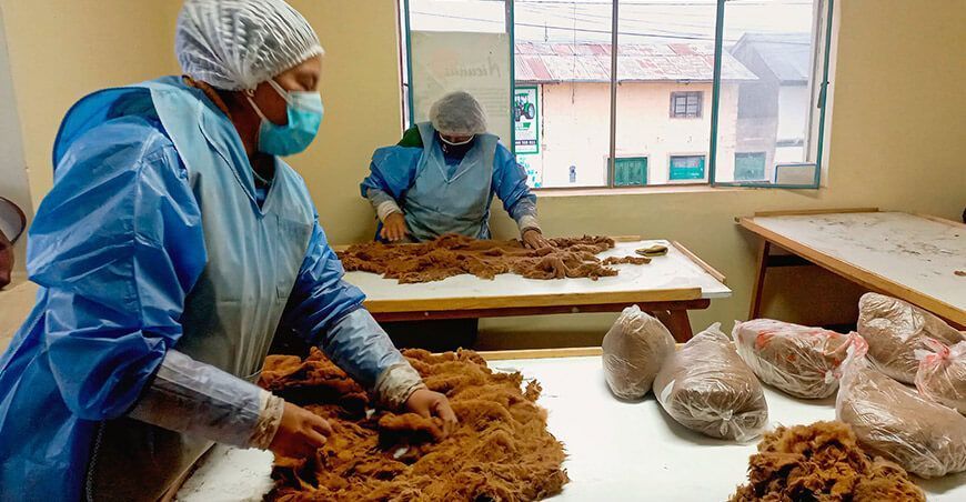 Comunidades de Junín venden fibra de vicuñas