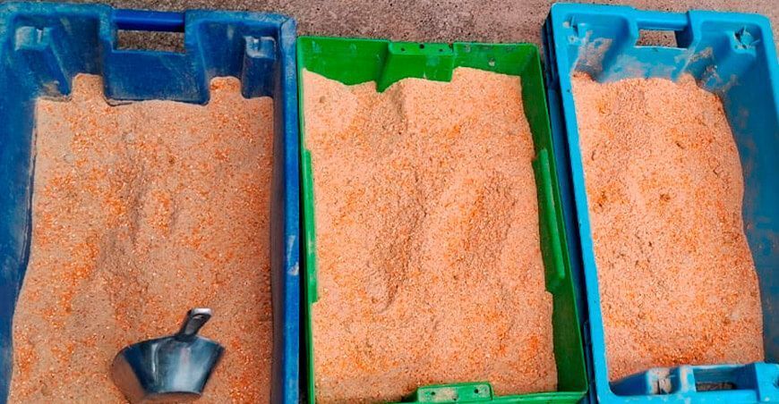 Desarrollan harina de larvas de insectos para la alimentación animal Foncreagro Cajamarca Perú