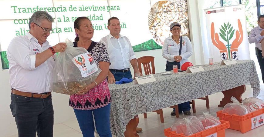 IIAP entregó 20 000 alevinos de paco a piscicultores de Neshuya