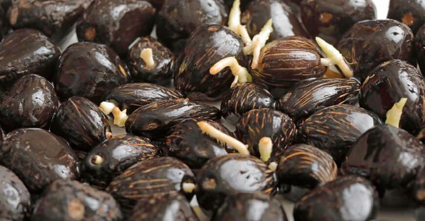 semillas germinadas de palma aceitera Perú
