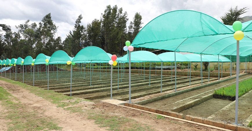 Inauguran vivero forestal en Cajabamba en Cajamarca Perú