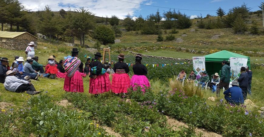 Productores de Platería adoptan tecnologías para mejorar la calidad de las semillas de papa INIA Puno Perú
