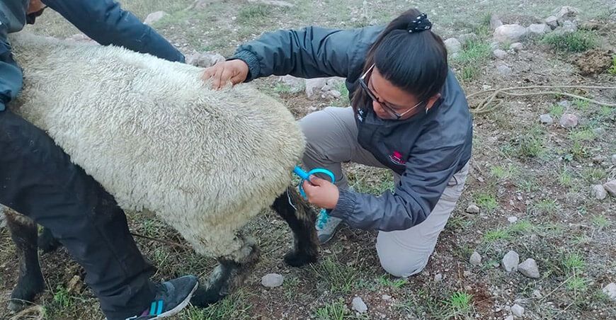 Comienza nueva campaña de inseminación artificial en ovinos en Tacna Perú