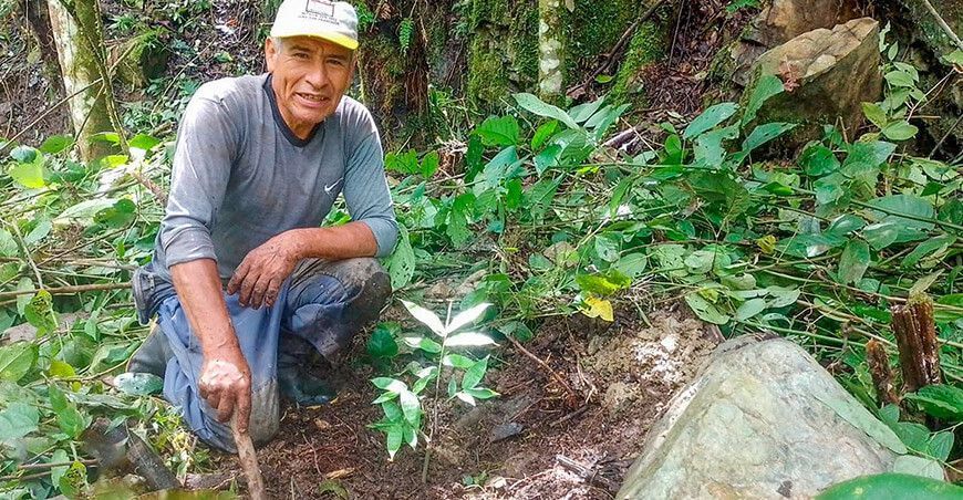 Impulsan la forestación con la instalación de 27 494 plantones de bambú Ayacucho Perú