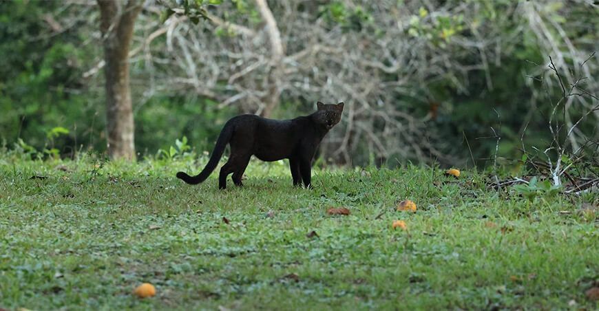 jaguar negro Sernanp Perú
