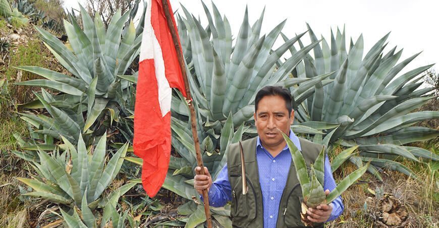 Ing. José Pomachagua Quijada productor de maguey, agave o cabuya distrito de Sincos Jauja región Junín