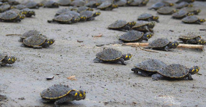 Liberan más de 2000 crías de taricaya en la Reserva Comunal Airo Pai en Loreto Perú