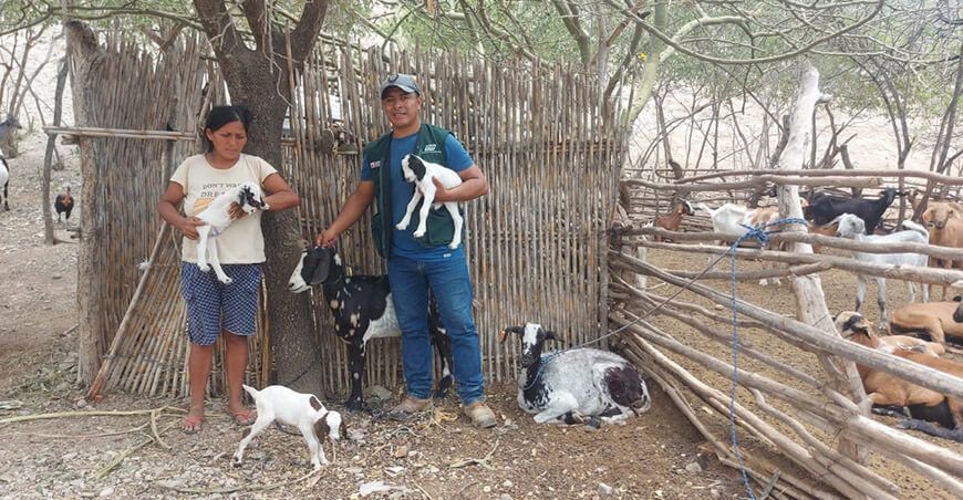 Nacen primeras cabras cruzadas por inseminación artificial con alta calidad genética en Amazonas
