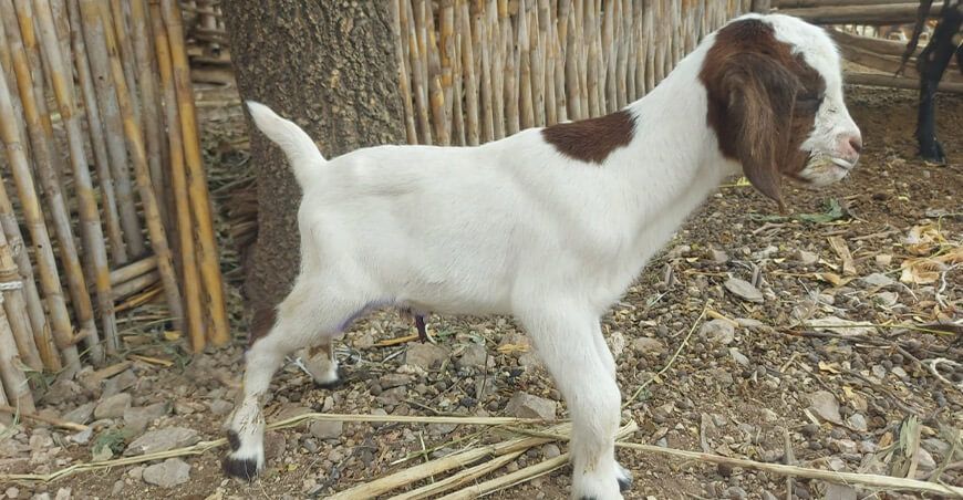 Nacen primeras cabras cruzadas por inseminación artificial con alta calidad genética en Amazonas