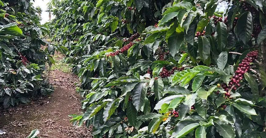 nueva variedad de café Marsellesa en Perú