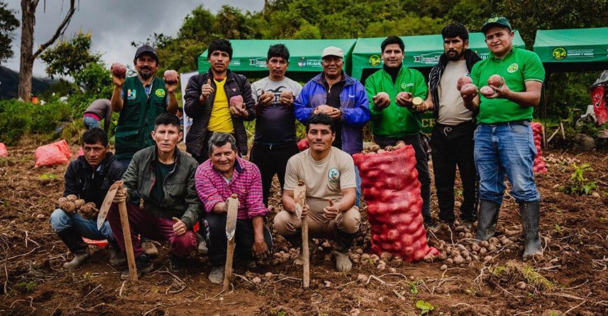 Presentarán nueva variedad de papa denominada Taricay CIP Huánuco Perú 