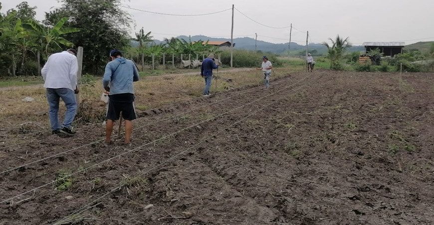 Instalan parcela demostrativa de maíz amarillo duro de alta calidad genética San Martín INIA Perú