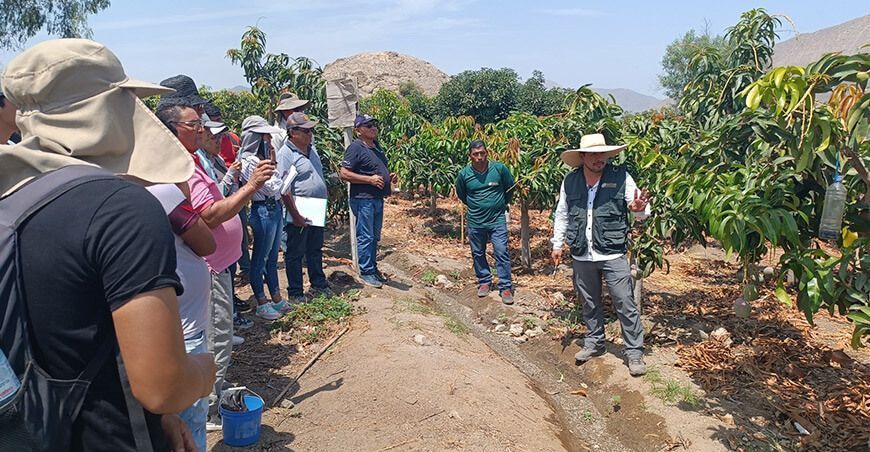 Productores mejoran sus habilidades en poda de mango Sedir Ancash Perú