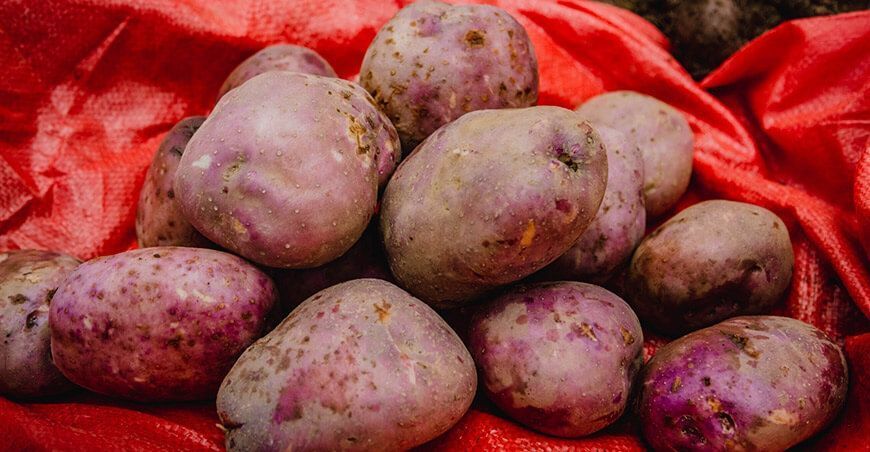 Presentarán nueva variedad de papa denominada Taricay CIP Huánuco Perú