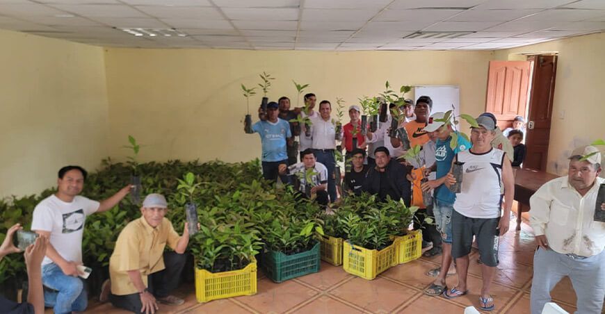 Impulsan la producción de palta en el caserío de Chiapón en Cajamarca Perú