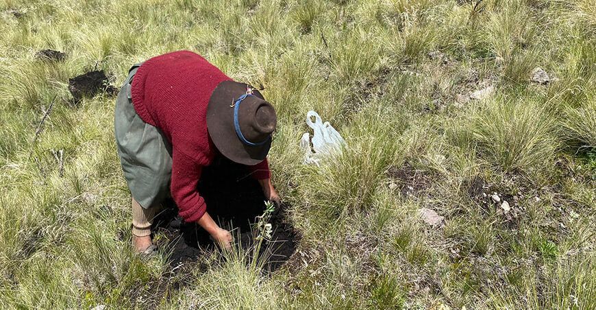 hectáreas reforestadas en cuatro comunidades de Pomacanchi con plantones de queñua y chachacomo