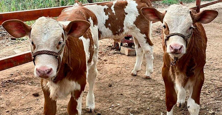Nacen los primeros embriones alemanes Fleckvieh de doble propósito en el Perú Ganadería Valle Dorado La Libertad Perú