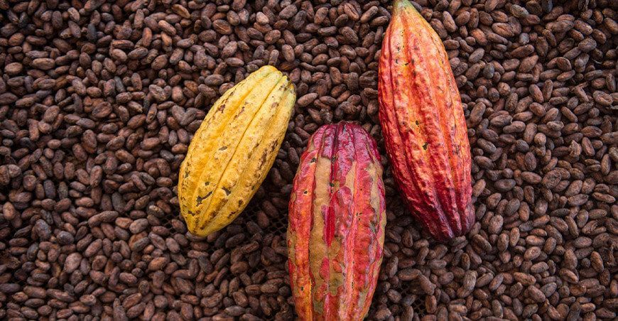 producción de cacao en grano Perú
