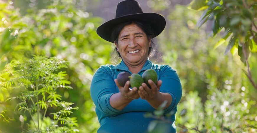 productora de palta Perú