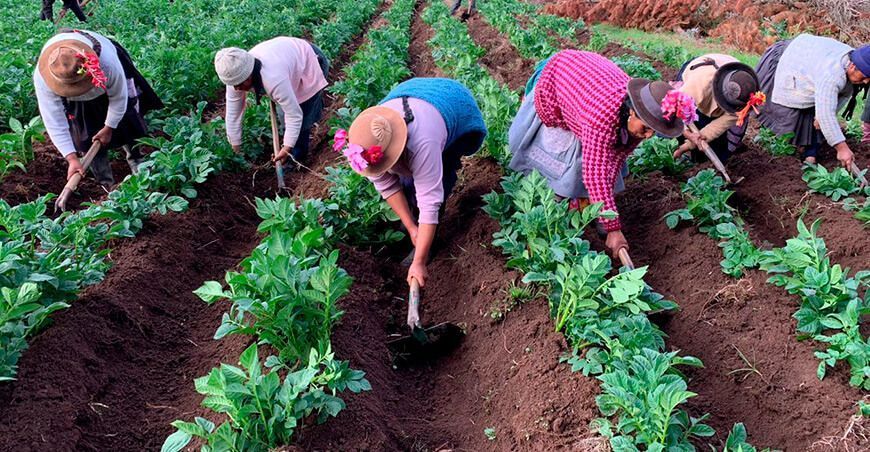 productoras agricultoras cosecha papa Perú