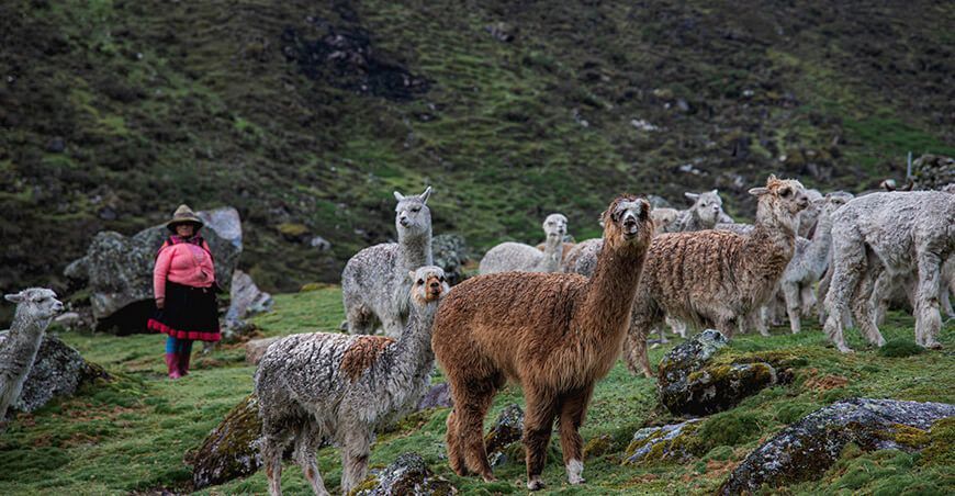 productora alpaquera crianza alpacas Cusco Perú