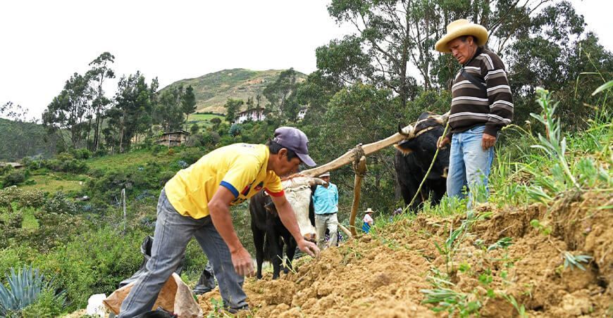 productores campaña agrícola siembra La Libertad Perú