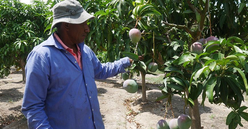 productores de cultivo de mango Ancash Perú