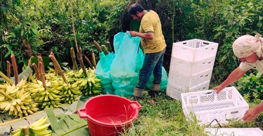 Productores de Junín lograron vender 15 toneladas de plátanos en febrero