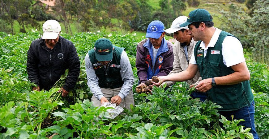 Agro Rural está a cargo de esta intervención que beneficiará a 784 pequeños productores de la región
