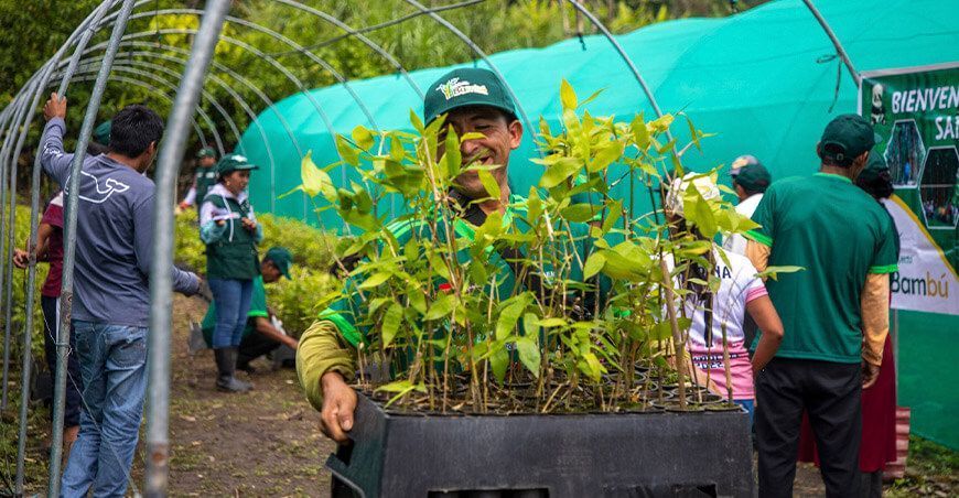 Impulsan la forestación con la instalación de 27 494 plantones de bambú en Ayacucho Perú