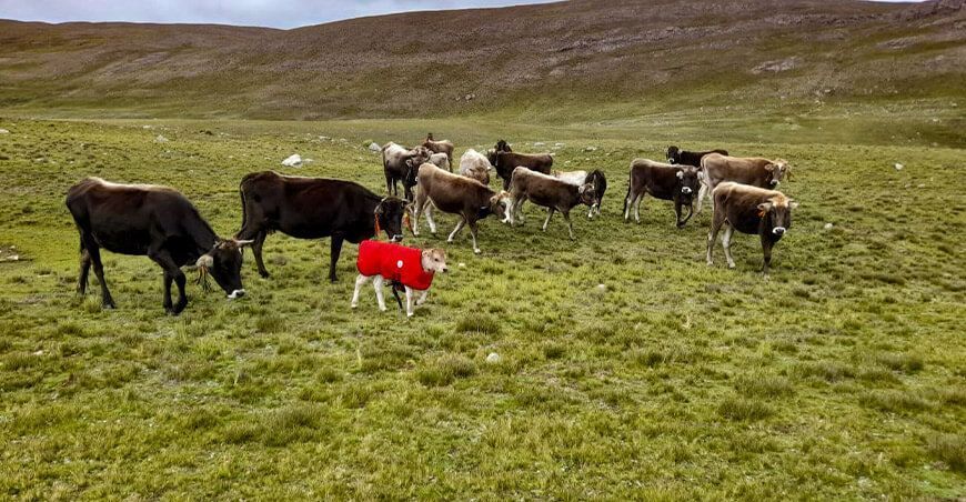 Proyecto Bovino Lucanas Ayacucho inseminación artificial vacunos