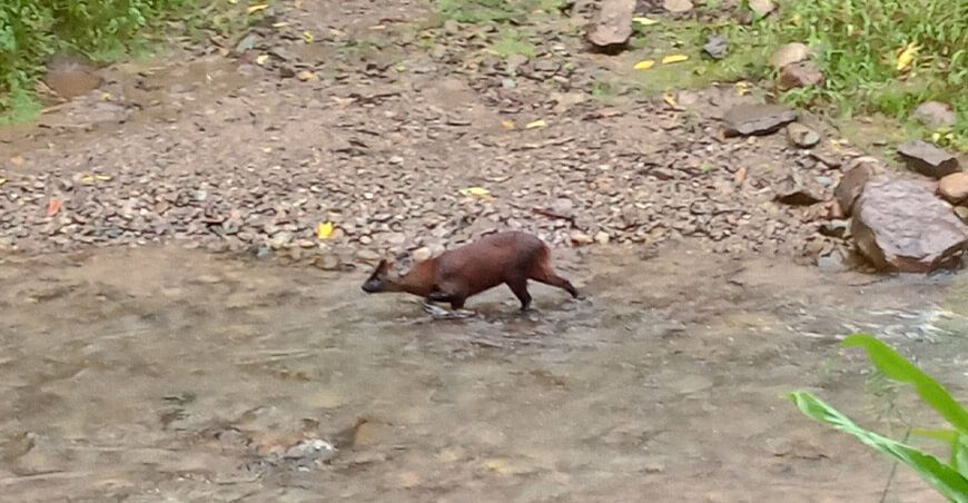 Pudu, el venado enano endémico de Perú, descubierto recientemente en Huancabamba, Piura
