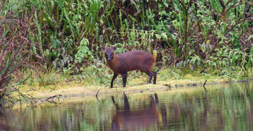 Pudu, el venado enano endémico de Perú, descubierto recientemente en Huancabamba, Piura