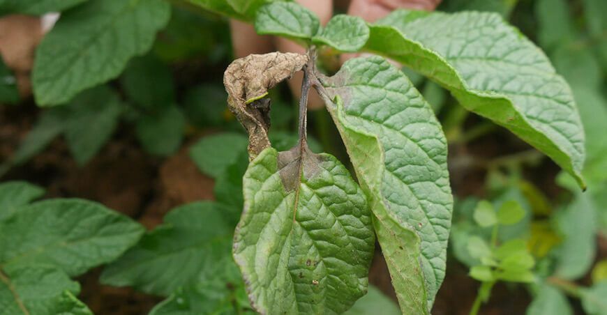 rancha en cultivo de papa Perú