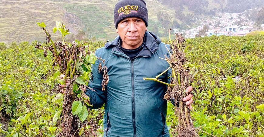 Más de 2000 agricultores pierden aproximadamente 500 hectáreas de papa por rancha en Junín Perú
