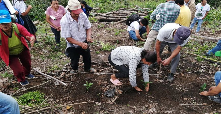 Instalaron más de 500 000 plantones forestales en Jaén en Cajamarca Perú