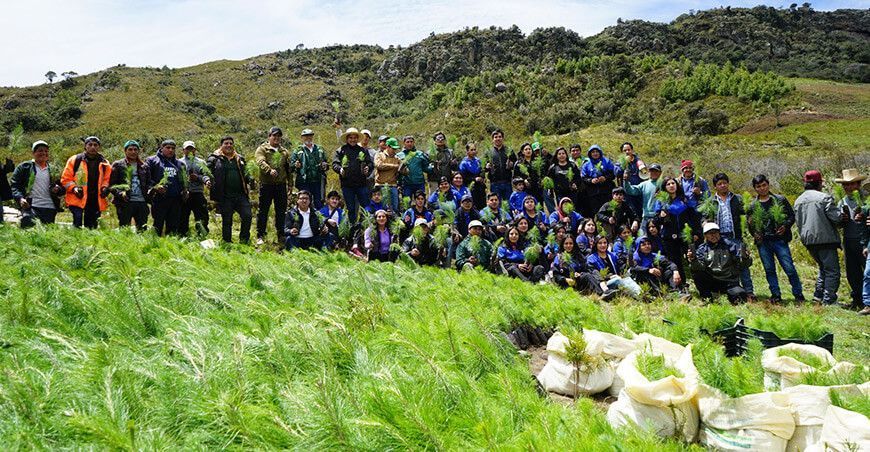 reforestan hectáreas se visten de verde en San Miguel Cajamarca