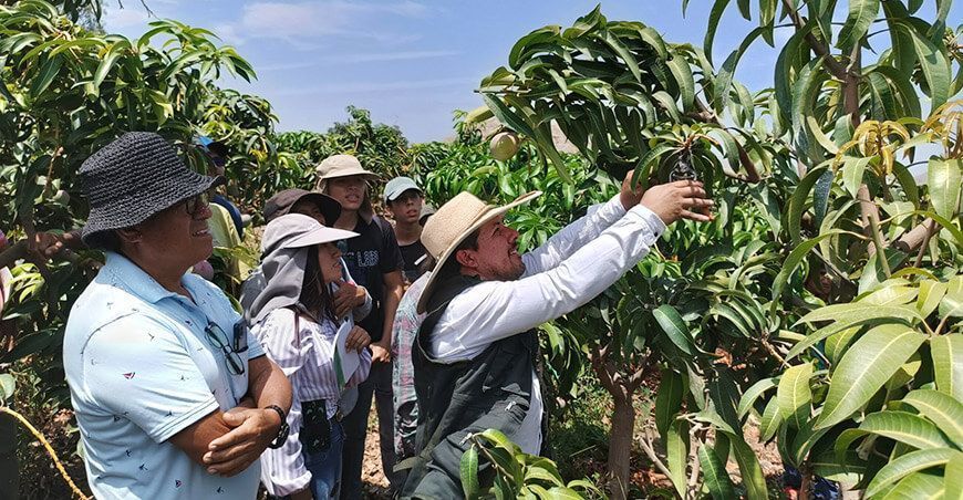 Productores mejoran sus habilidades en poda de mango Sedir Ancash Perú