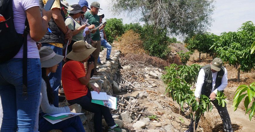Sedir ofrece capacitación en el manejo del cultivo de mango en Moro Ancash Perú