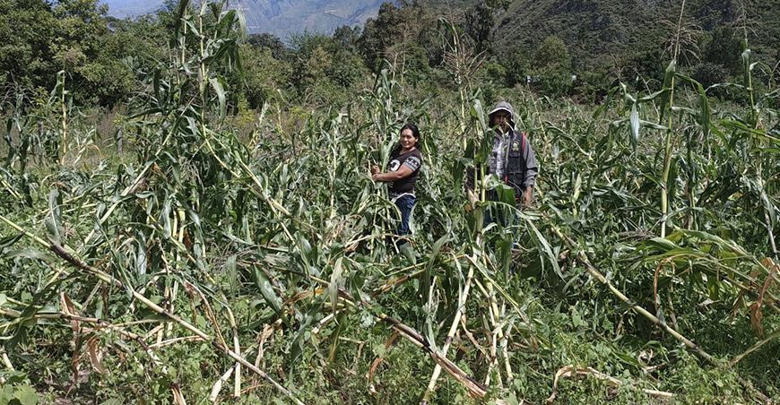 Seguro Agrícola Catastrófico indemnizó a productores de cultivo de maíz Perú