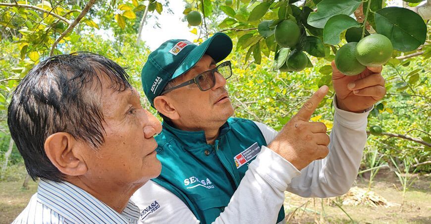 Senasa certificación de cultivo de cítricos limón Perú
