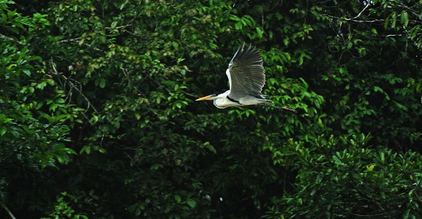 Congreso Nacional de Investigaciones Científicas en Áreas Naturales Protegidas Perú Sernanp